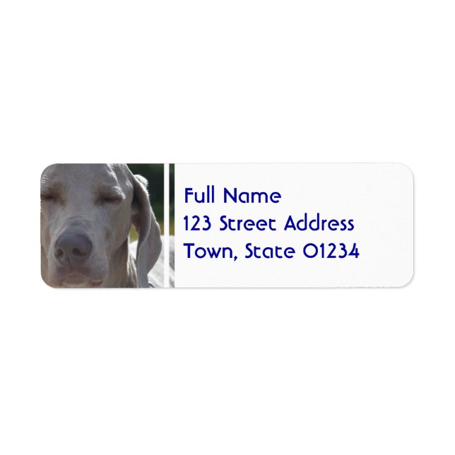Sleepy Weimaraner (Vorne)