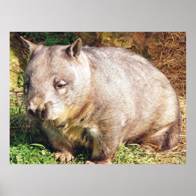 Sleepy Wombat Poster (Vorne)
