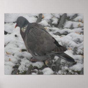 Sleepy Wood Taube Print Poster