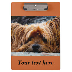 Sleepy Yorkshire Terrier Dog Foto Zwischenablage Klemmbrett