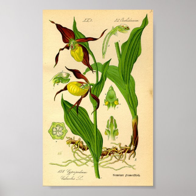 Slipper Orchid (Cypripedium calceolus) Poster (Vorne)