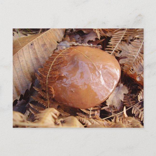 Slippery Jack Mushroom Postkarte (Vorderseite)