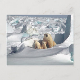 SLOGAN hinzufügen, um Polarbären auf dem Planeten  Postkarte