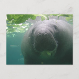 Sloppy Manatee Postkarte