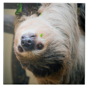 Sloth 001 fliese