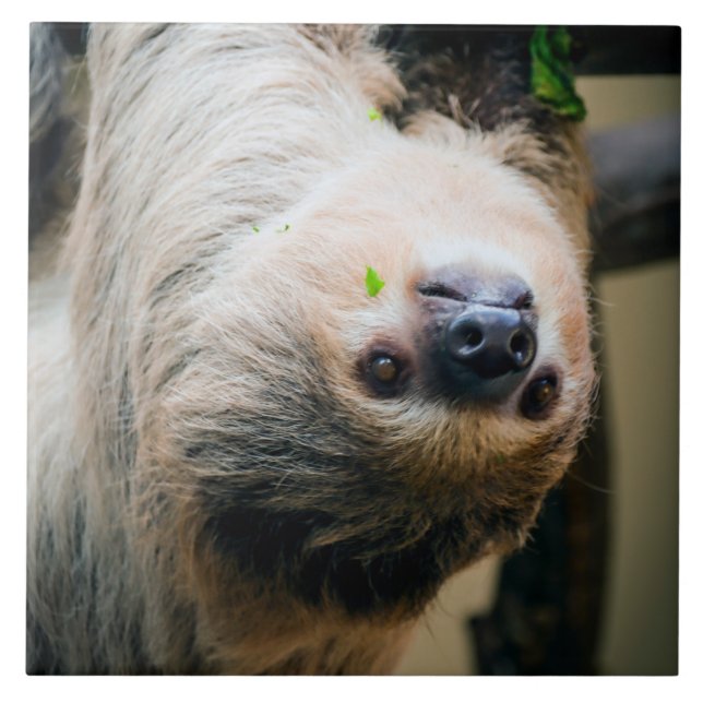 Sloth 005 fliese (Vorderseite)