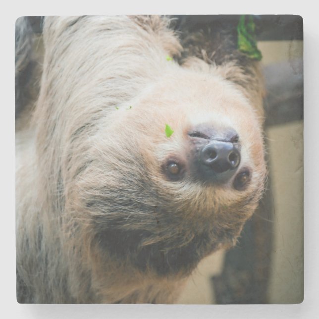 Sloth 005 steinuntersetzer (Vorderseite)