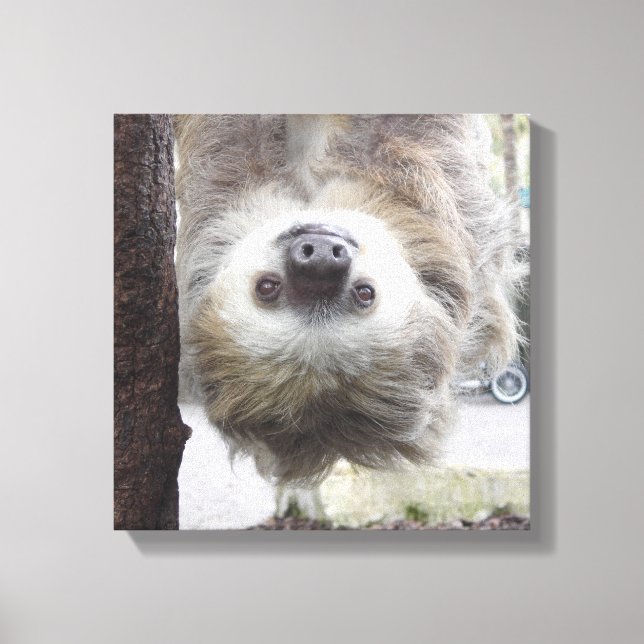Sloth 12" x 12" Canvas Print Leinwanddruck (Vorderseite)