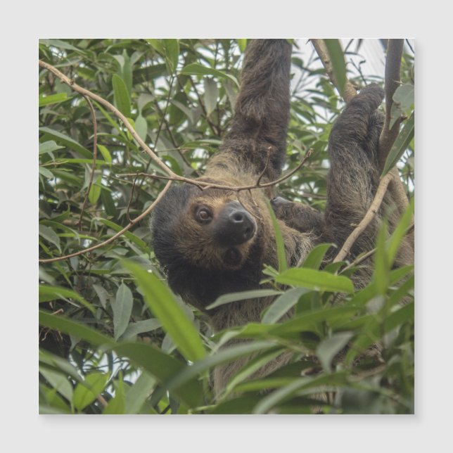 Sloth_20171103_by_JAMFoto Magnetkarte (Vorderseite)