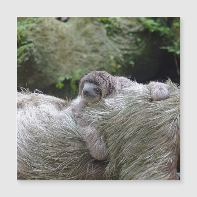 Sloth_20171104_by_JAMFoto Magnetkarte (Vorderseite)