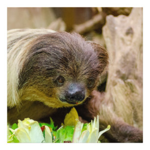Sloth_20171107_by_JAMFoto Fotodruck