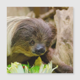 Sloth_20171107_by_JAMFoto Magnetkarte