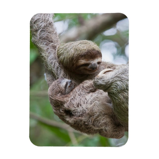 Sloth Baby mit Mutter, die von einem Baum hängt Magnet (Vertikal)