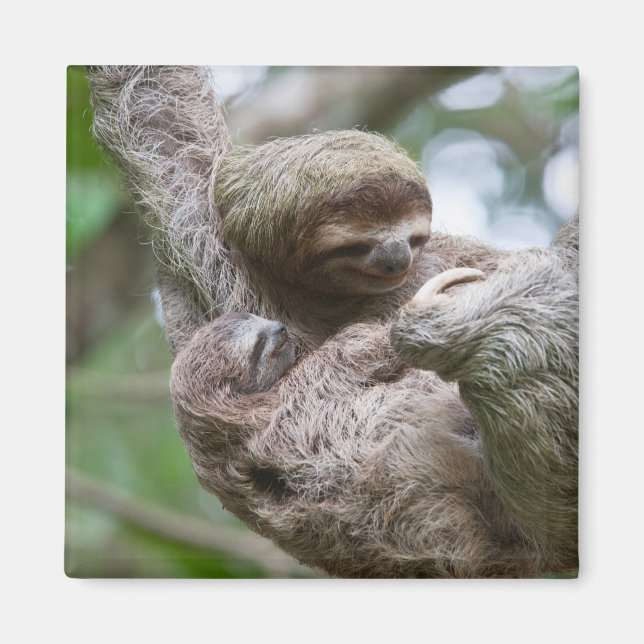 Sloth Baby mit Mutter, die von einem Baum hängt Magnet (Vorne)