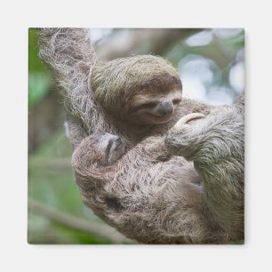 Sloth Baby mit Mutter Hänge von einem Baum Magnet