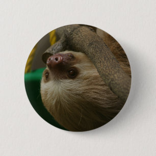 Sloth Button