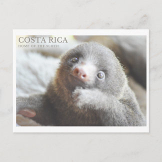 Sloth carte postale souvenir Costa Rica