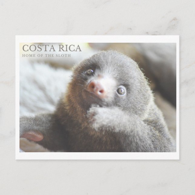 Sloth carte postale souvenir Costa Rica  (Devant)
