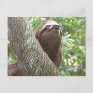 Sloth Climbing Postkarte