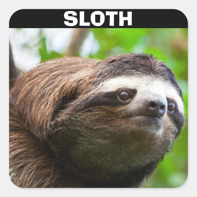 Sloth Face Quadratischer Aufkleber (Vorderseite)
