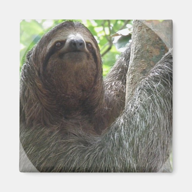 Sloth Foto Design Square Magnet (Vorne)