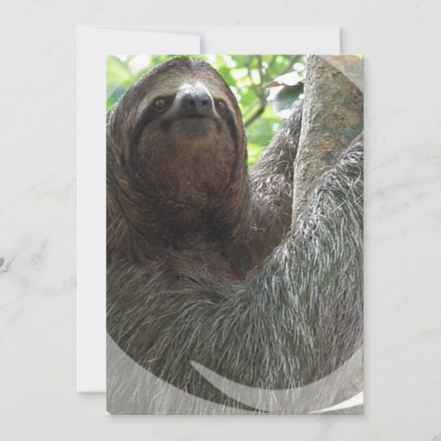 Sloth-Foto-Entwurfs-Einladung Einladung (Vorderseite)
