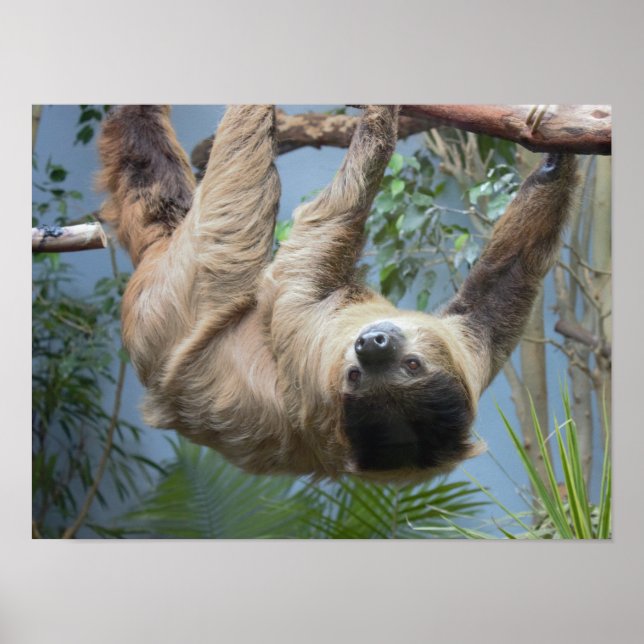 Sloth Foto Poster (Vorne)