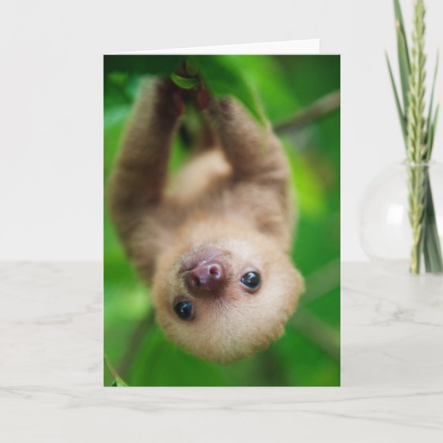Sloth Greeting Card Karte (Vorderseite)