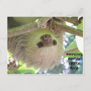 Sloth Hanging Around in Costa Rica Postkarte