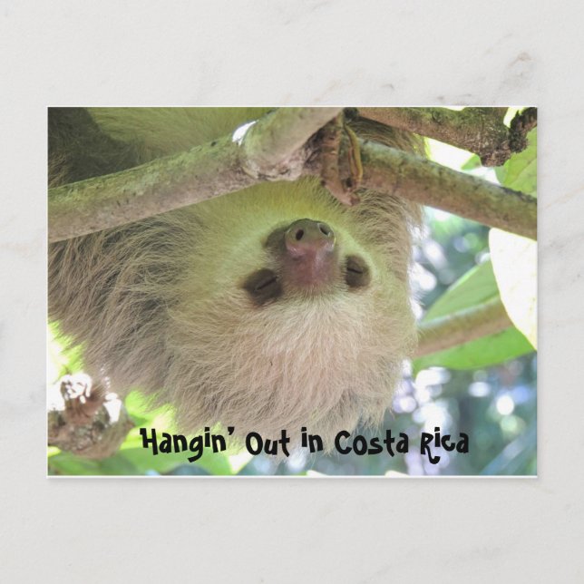 Sloth in Costa Rica - Postkarten (Vorderseite)