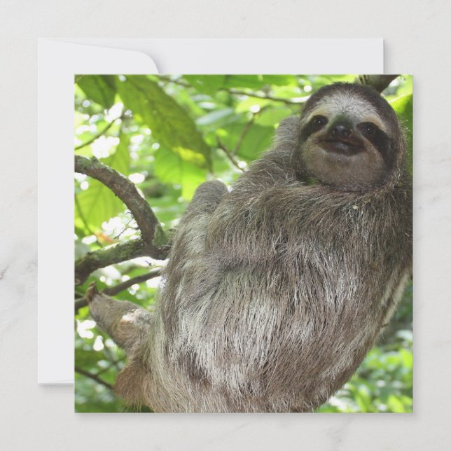 Sloth in Tree (Vorderseite)