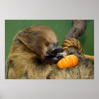 Sloth mit Pumpkin