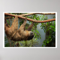 Sloth Poster