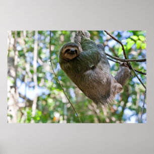 Sloth Print Poster
