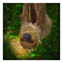Sloth Rainforest Poster