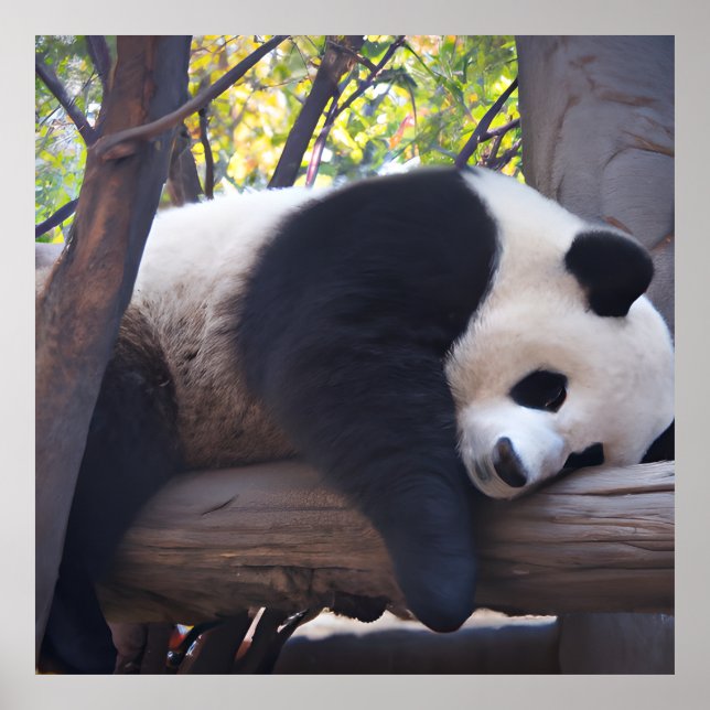 Slothful Panda Foto Print Poster (Vorne)