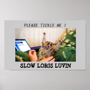 Slow Loris Luvin Poster