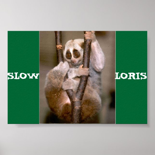 Slow Loris Poster (Vorne)