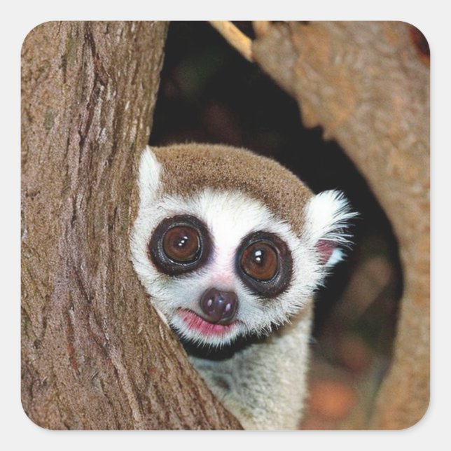 Slow Loris Quadratischer Aufkleber (Vorderseite)