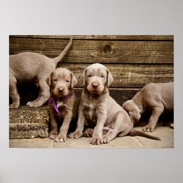 Slowakische Rough Haired Pointer Welpen Poster (Vorne)
