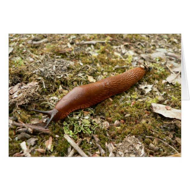 Slug Red (Vorderseite (Horizontal))