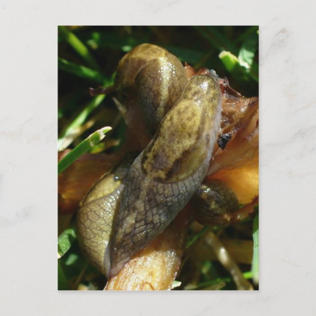 Slugs, Insel Unalaska Postkarte (Vorderseite)