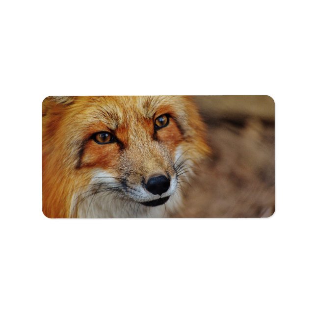 Sly Fox Adressaufkleber (Vorne)