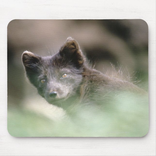 Small Black Wolf Mousepad (Vorne)