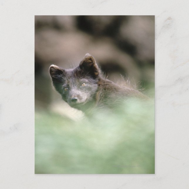 Small Black Wolf Postkarte (Vorderseite)