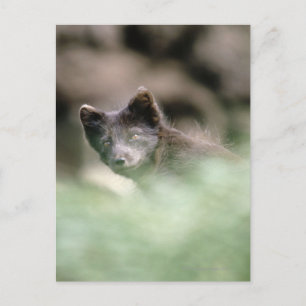 Small Black Wolf Postkarte