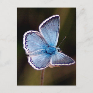 Small Blue Butterfly Postcard Postkarte