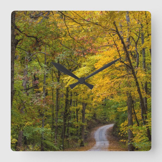 Small Gravel Road Lined With Autumn Color Quadratische Wanduhr (Vorderseite)