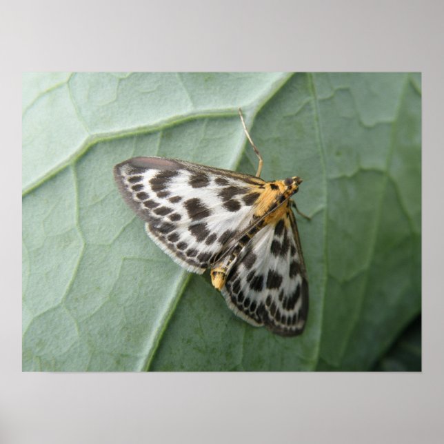 Small Magpie Moth Macro Print Poster (Vorne)