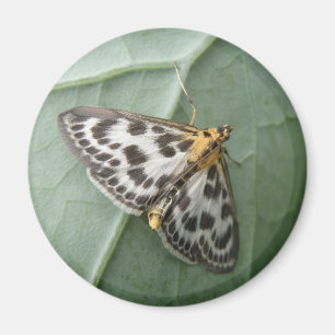 Small Magpie Moth Magnet